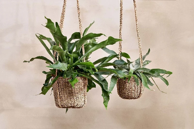 Sangdi Seagrass Hanging Planter