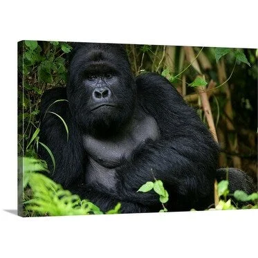 Brent Stirton Premium Thick-Wrap Canvas entitled Mountain Gorillas from the Bukima area of Virunga National Park,