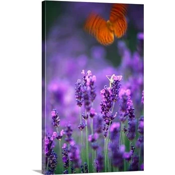 Dan Herrick Premium Thick-Wrap Canvas entitled Butterfly in a Lavender Field, Provence-Alpes-Cote d'Azur, France