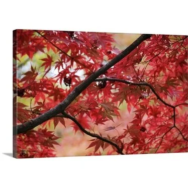 Gerard Walker Premium Thick-Wrap Canvas entitled Red leaves on tree branch, Kinki, Kyoto, Japan, North-East Asia