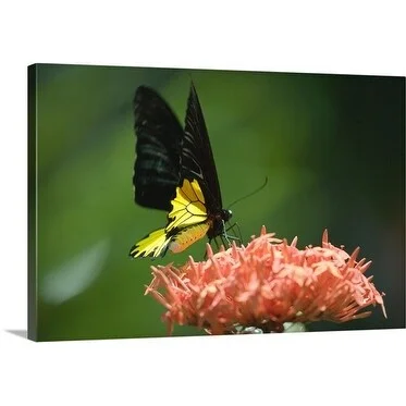 Greg Elms Premium Thick-Wrap Canvas entitled Birdwing Butterfly, Kuala Lumpur, Wilayah Persekutuan, Malaysia