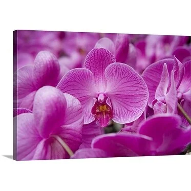 Holger Leue Premium Thick-Wrap Canvas entitled Orchid, Kowloon, Hong Kong, China, North-East Asia