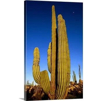 John Elk Premium Thick-Wrap Canvas entitled Cactus, La Paz, Baja California Sur, Mexico