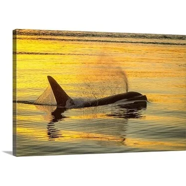 Justin Hofman Premium Thick-Wrap Canvas entitled Killer Whale At Sunset, Alaska