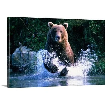 Mark Newman Premium Thick-Wrap Canvas entitled Brown Bear Running, Katmai National Park, Alaska, USA