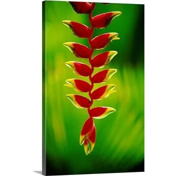 Peter Hendrie Premium Thick-Wrap Canvas entitled Heliconia Leaf, Viti Levu Island, Fiji, Pacific