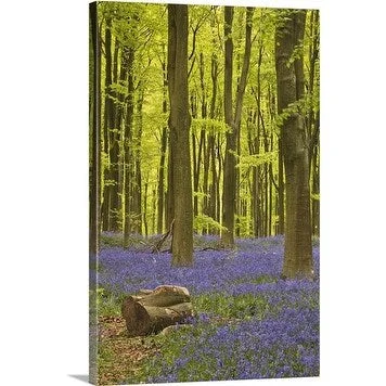 Premium Thick-Wrap Canvas entitled A carpet of bluebells under the beech trees of West Woods in Wiltshire, UK.