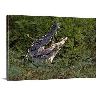 Premium Thick-Wrap Canvas entitled American Alligator suddenly appeared from beneath a bed of floating plants.