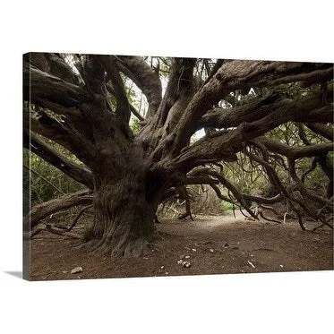 Premium Thick-Wrap Canvas entitled Ancient Yew's of Kingley Vale, West Sussex many are several thousand years old.