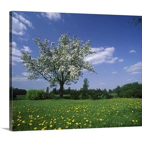 Premium Thick-Wrap Canvas entitled Apple tree blooming in meadow with dandelions, Narke, Sweden