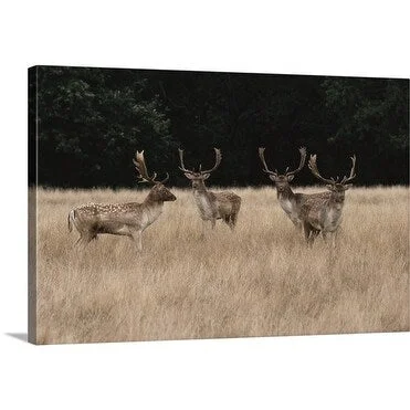 Premium Thick-Wrap Canvas entitled Bachelor herd of fallow deer {Dama dama} huddled together in a field in England.