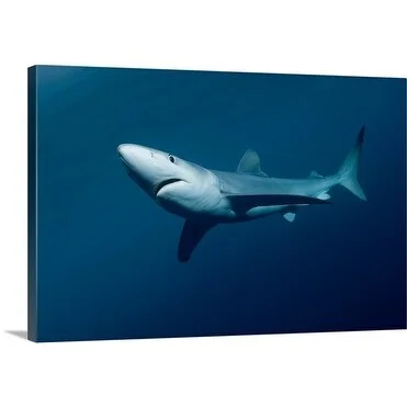 Premium Thick-Wrap Canvas entitled Blue Shark (Prionace glauca), New Zealand