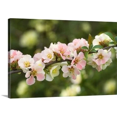 Premium Thick-Wrap Canvas entitled Branch of blooming apple tree