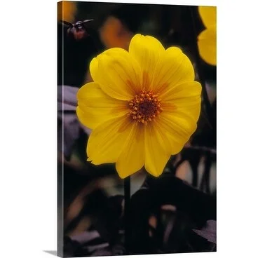 Premium Thick-Wrap Canvas entitled Bright yellow simple Dahlia var. Clarion, flowers and dark foliage