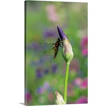 Premium Thick-Wrap Canvas entitled Broad bodied chaser (Libellula depressa) resting on an iris (Iris germanica)