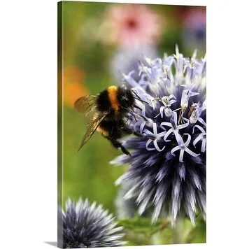 Premium Thick-Wrap Canvas entitled Bumblebee (Bombus) on globe thistle (Echinops ritro)