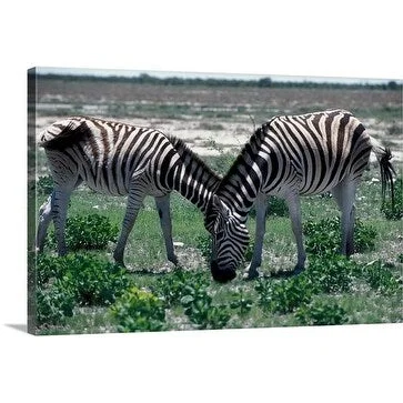 Premium Thick-Wrap Canvas entitled Burchells Zebras, Equus burchellii, grazing toward each other, Namibia, Africa