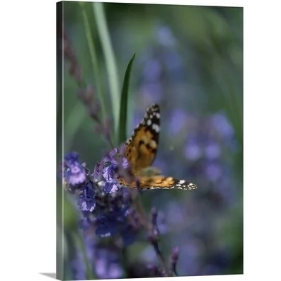 Premium Thick-Wrap Canvas entitled Butterfly on Catmint (Nepeta) flowers