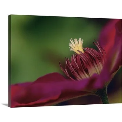 Premium Thick-Wrap Canvas entitled Close up of Clematis var. Mrs N Thompson, flower