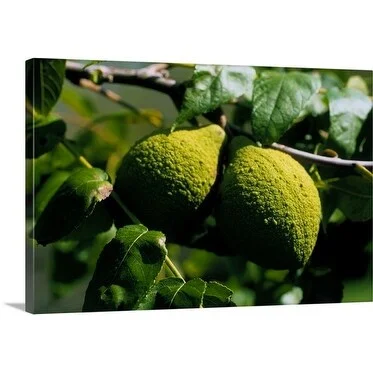 Premium Thick-Wrap Canvas entitled Close up of Juglans nigra, var. Thomas Myer (Black Walnut) fruit