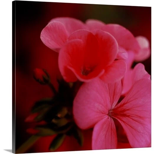 Premium Thick-Wrap Canvas entitled Close up of pink Pelargonium flower umbel, August