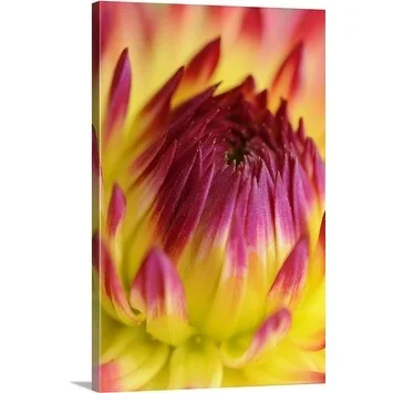 Premium Thick-Wrap Canvas entitled Close up view of Dahlia flower, UK, August