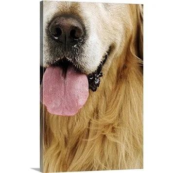 Premium Thick-Wrap Canvas entitled Closeup portrait of a Golden Labrador Retriever.