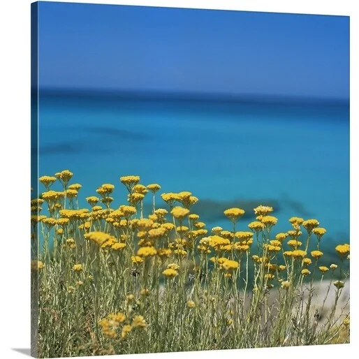 Premium Thick-Wrap Canvas entitled Corsica coastline with yellow flowers, France, Europe