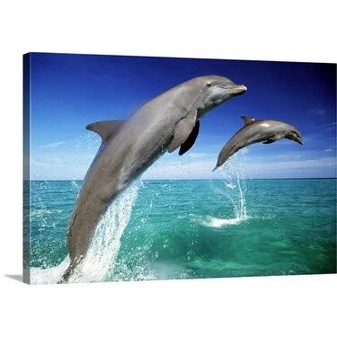 Premium Thick-Wrap Canvas entitled Dolphins, Tursiops truncatus, two leaping out of sea