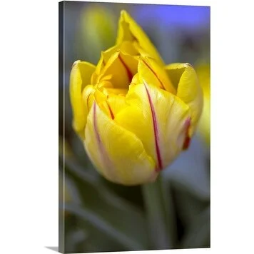 Premium Thick-Wrap Canvas entitled Early double Tulipa 'Monsella',