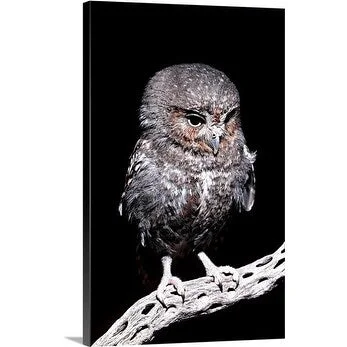 Premium Thick-Wrap Canvas entitled Elf owl on branch of dead cholla tree, Tucson Mountains, Arizona