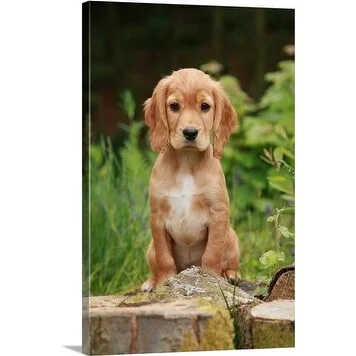 Premium Thick-Wrap Canvas entitled English cocker spaniel (Canis lupus familiaris) puppy