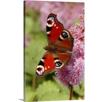 Premium Thick-Wrap Canvas entitled European Peacock Butterfly (Inachis io) on Pink Astilbe