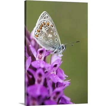 Premium Thick-Wrap Canvas entitled Female common blue butterfly (Polyommatus icarus) resting on a marsh orchid