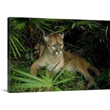 Premium Thick-Wrap Canvas entitled Florida panther