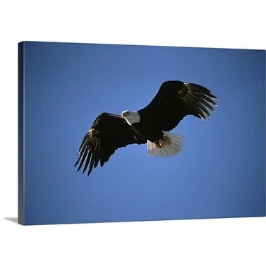 Premium Thick-Wrap Canvas entitled Flying bald eagle, Alaska