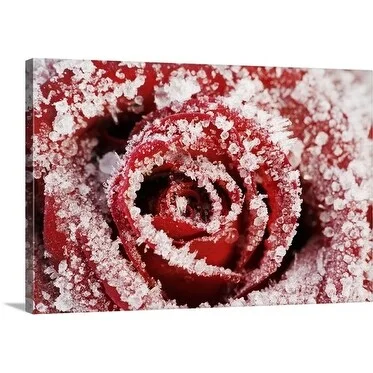 Premium Thick-Wrap Canvas entitled Frost covered red rose (Rosa)