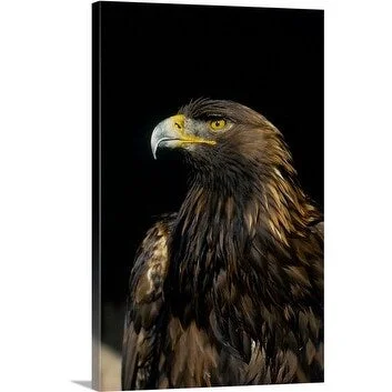 Premium Thick-Wrap Canvas entitled Golden eagle