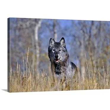 Premium Thick-Wrap Canvas entitled Gray Wolf (Timber Wolf), Canis lupus, walking in high grass. North America