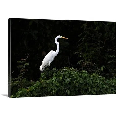 Premium Thick-Wrap Canvas entitled Great Egret, Casmerodius albus. Tortuguero Canal, Caribbean coast, Costa Rica,