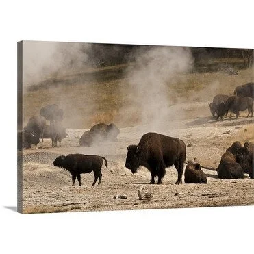 Premium Thick-Wrap Canvas entitled Herd of American Bison relaxing on the warm ground near thermal vents