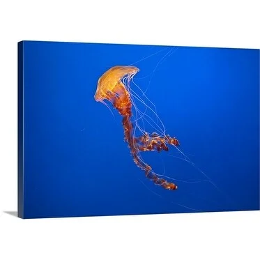 Premium Thick-Wrap Canvas entitled Jellies, Monterey Bay Aquarium, CA