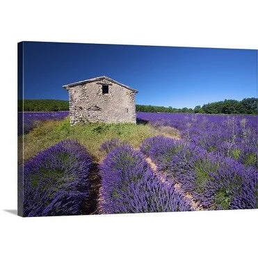 Premium Thick-Wrap Canvas entitled Lavender (Lavandula intermedia) field, France