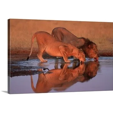 Premium Thick-Wrap Canvas entitled Male and female lions drinking at waterhole, Chobe National Park, Botswana