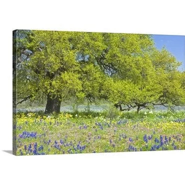 Premium Thick-Wrap Canvas entitled Mature Tree with Spreading Branches in Spring Meadow Texas, USA