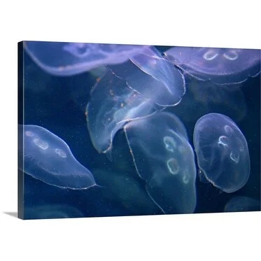 Premium Thick-Wrap Canvas entitled Moon jellyfish (Aurelia aurita)