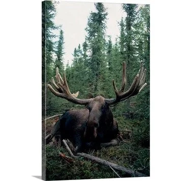 Premium Thick-Wrap Canvas entitled Moose resting in a forest