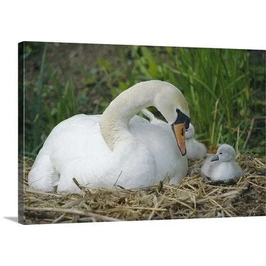 Premium Thick-Wrap Canvas entitled Mute swan at nest with cygnet {Cygnus olor} in England.