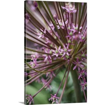 Premium Thick-Wrap Canvas entitled Ornamental onion (Allium schubertii)