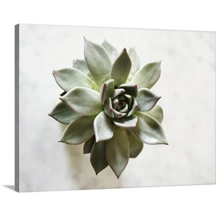 Premium Thick-Wrap Canvas entitled Pale Rosette Foliage of Stonecrop (Sedum)